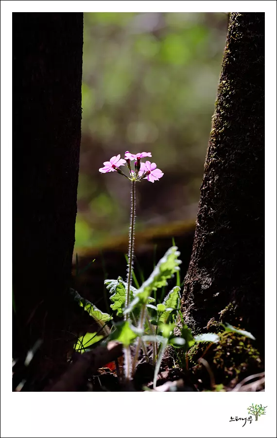 경기 남양주시 조안면 세정사 앵초 1