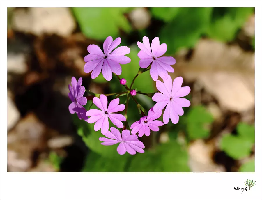 경기 남양주시 조안면 세정사 앵초 2