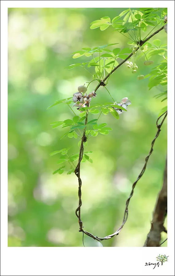 경기 남양주시 조안면 세정사 으름덩굴 1