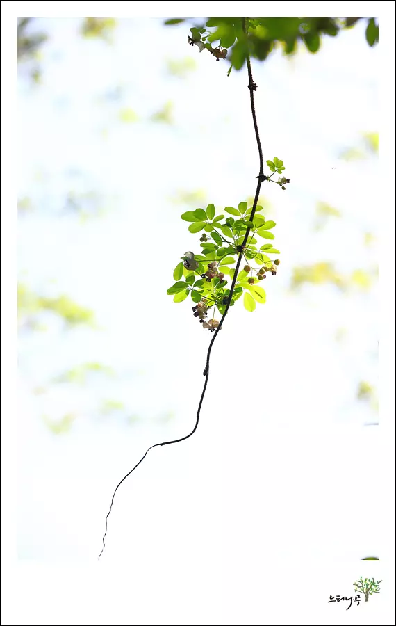 경기 남양주시 조안면 세정사 으름덩굴 2