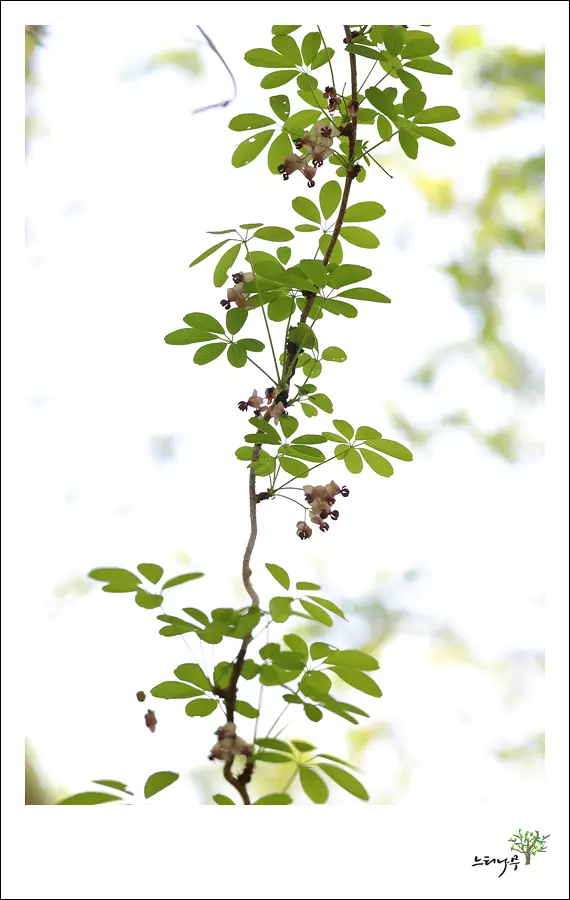 경기 남양주시 조안면 세정사 으름덩굴 3