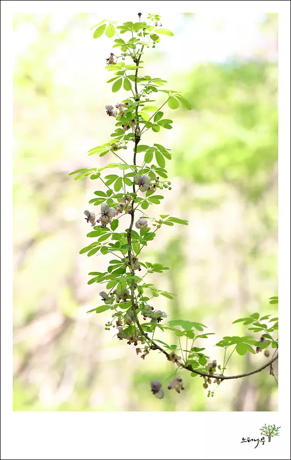 경기 남양주시 조안면 세정사 으름덩굴 4