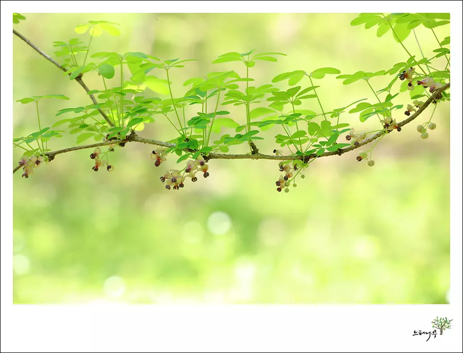 Read more about the article 경기 남양주시 조안면 세정사 앵초, 으름덩굴 촬영 (출사일, 2026.4.25)