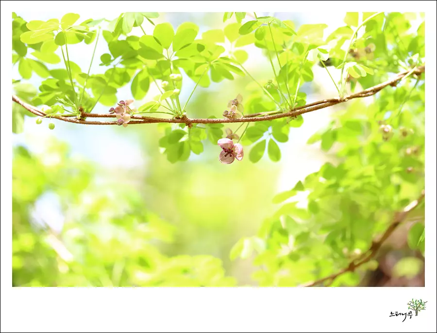 경기 남양주시 조안면 세정사 으름덩굴 