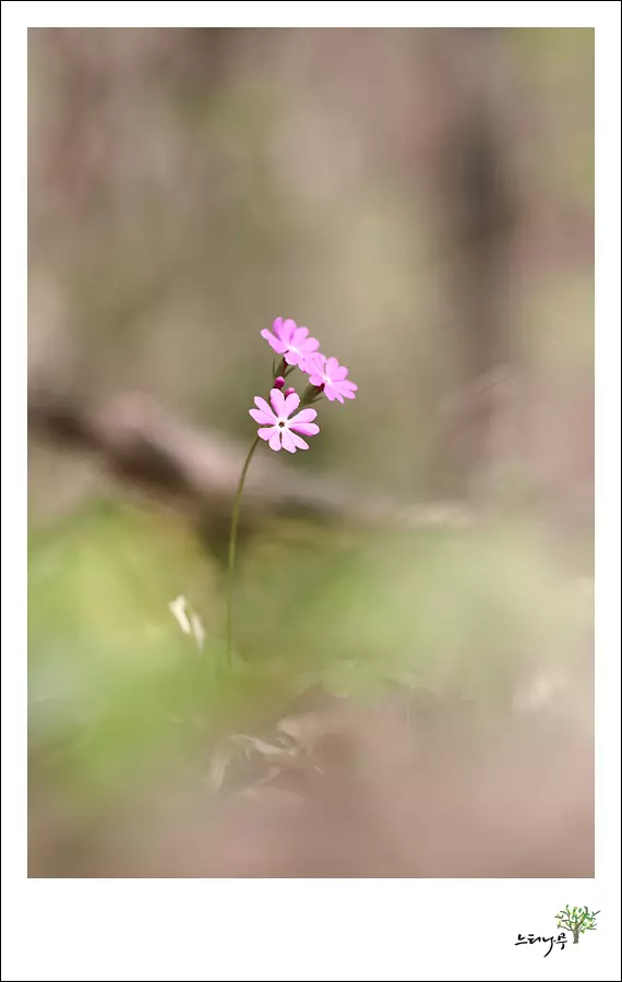 경기 남양주시 조안면 세정사 앵초 3