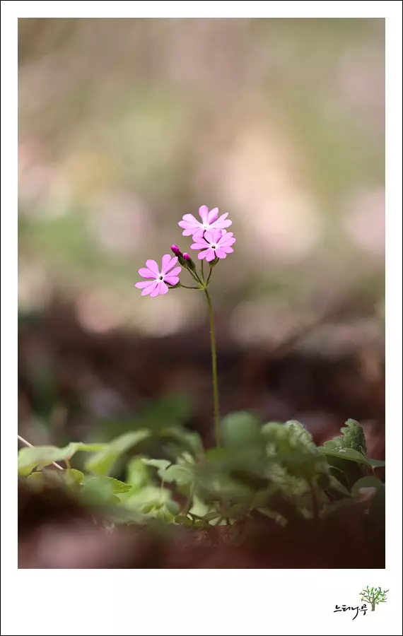 경기 남양주시 조안면 세정사 앵초 4