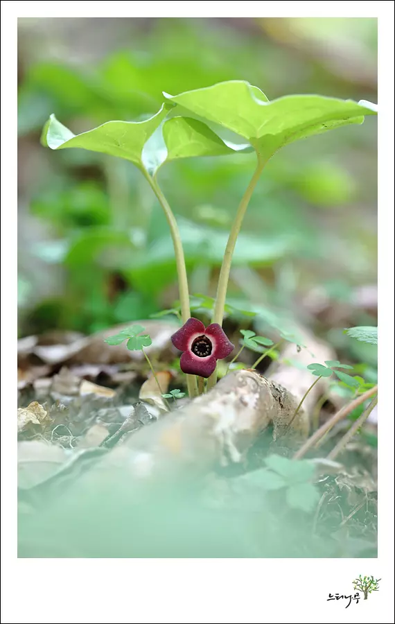 경기 남양주시 조안면 세정사 족도리풀